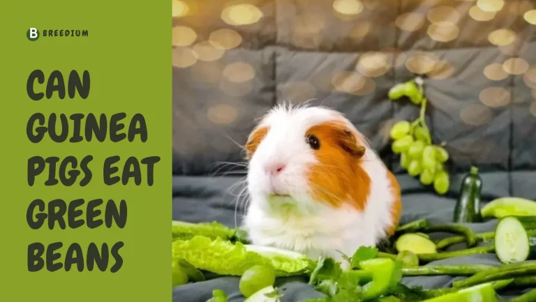 Can Guinea Pigs Eat Green Beans? | Nutritional Facts & Considerations
