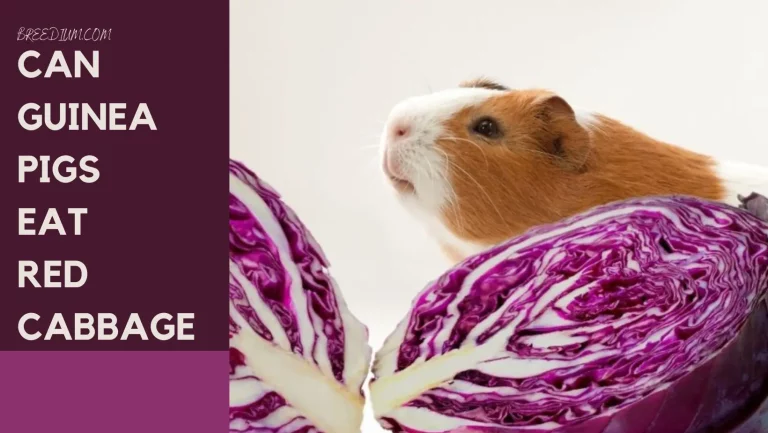 Can Guinea Pigs Eat Red Cabbage
