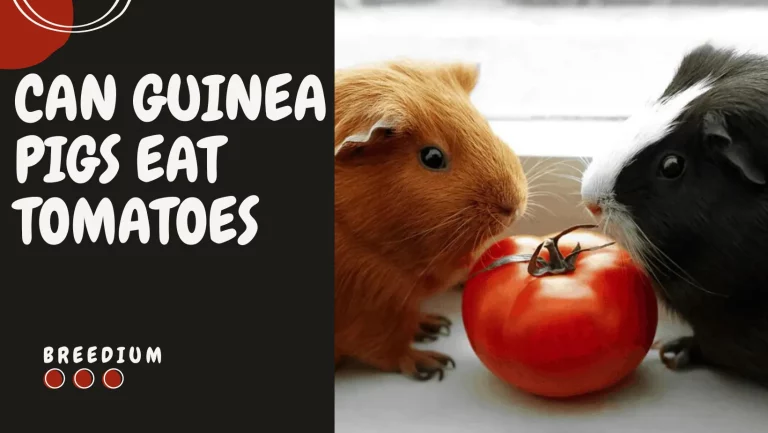 Can Guinea Pigs Eat Tomatoes? | Diet Safety & Health Considerations