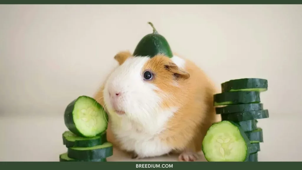 EXCESS OF CUCUMBERS FOR GUINEA PIGS