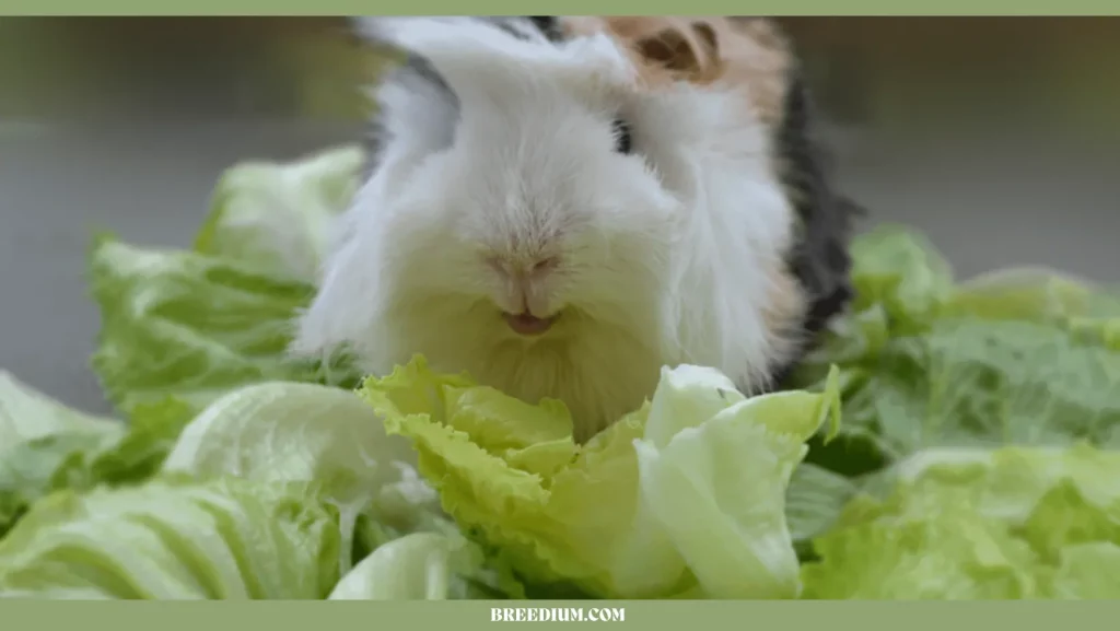 GUINEA PIGS EAT CABBAGE
