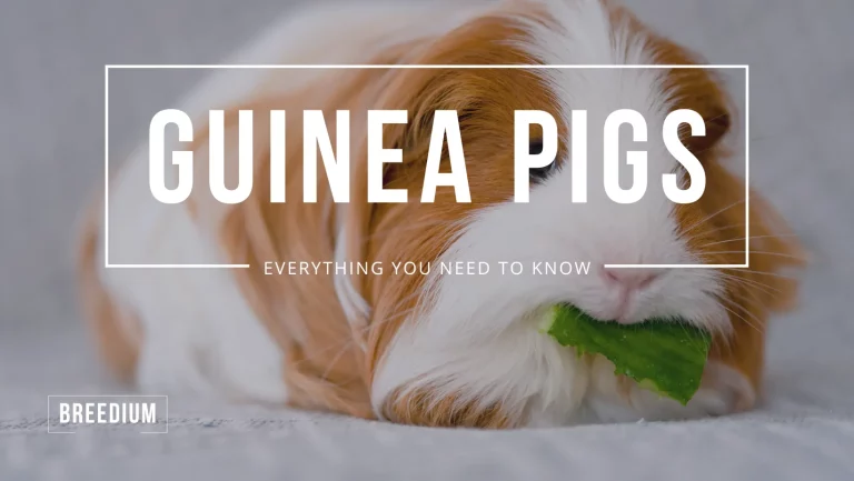 Guinea Pigs 101 – Everything You Need To Know About Them