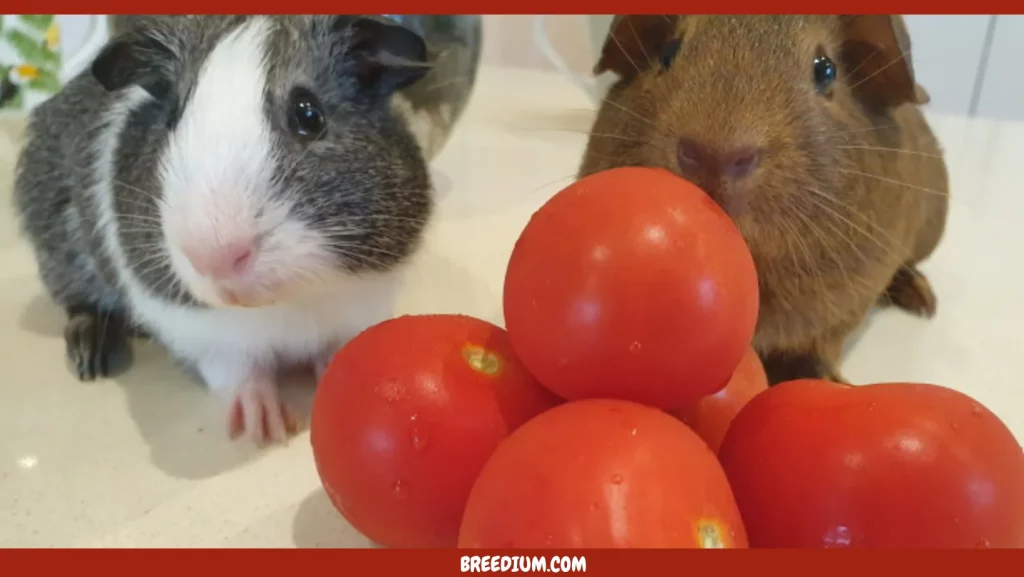 Guinea Pigs Eat Tomatoes