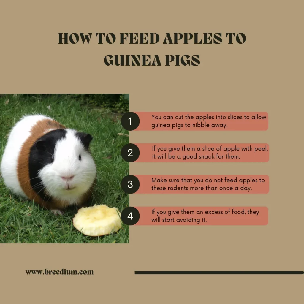 HOW TO FEED APPLES TO GUINEA PIGS