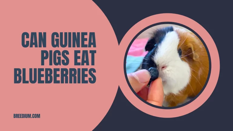 Can Guinea Pigs Eat Blueberries? | What Happens If They Do?