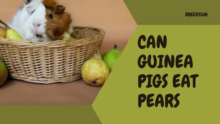 Can Guinea Pigs Eat Pears? | Best Size To Serve?