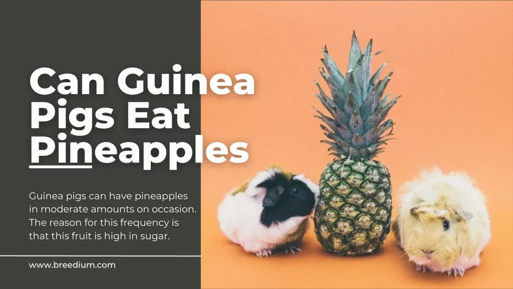 Can Guinea Pigs Eat Pineapples