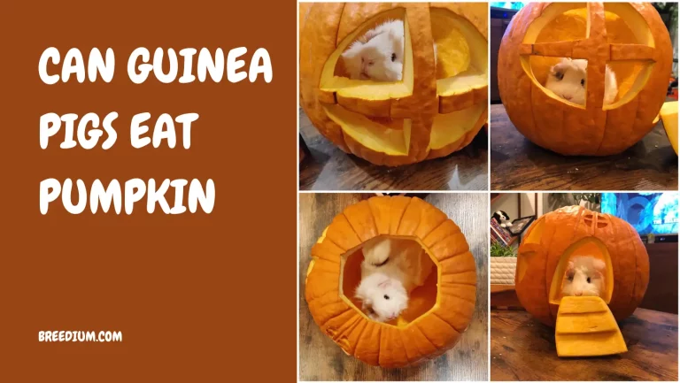 Can Guinea Pigs Eat Pumpkin? | Healthy Treat?