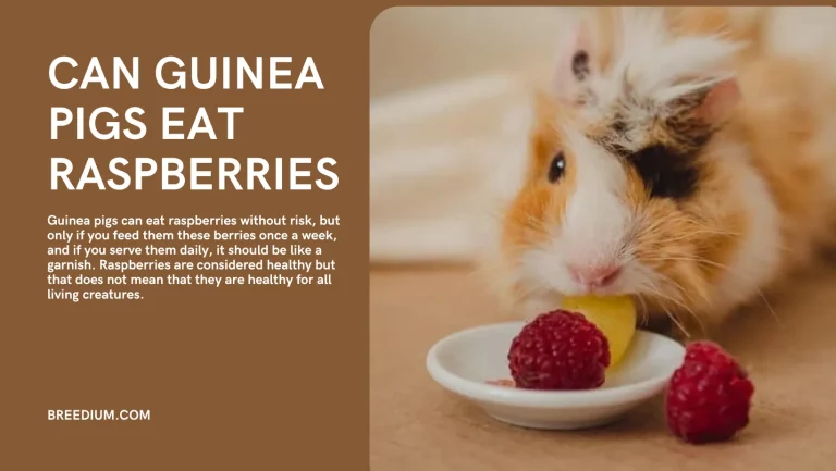 Can Guinea Pigs Eat Raspberries? | Diet Safety & Benefits