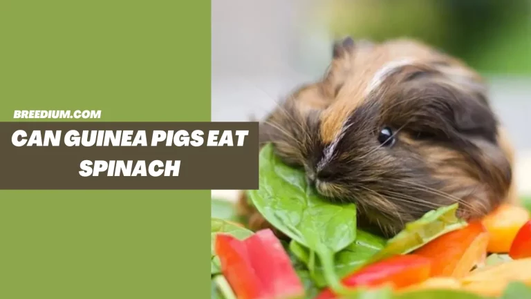 Can Guinea Pigs Eat Spinach? | Diet Safety & Guidelines