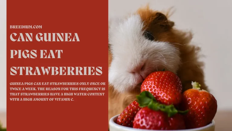 Can Guinea Pigs Eat Strawberries? | How Many Can I Feed Them?