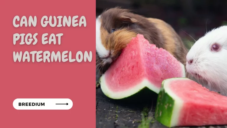Can Guinea Pigs Eat Watermelon? | Nutritional Benefits & Risks