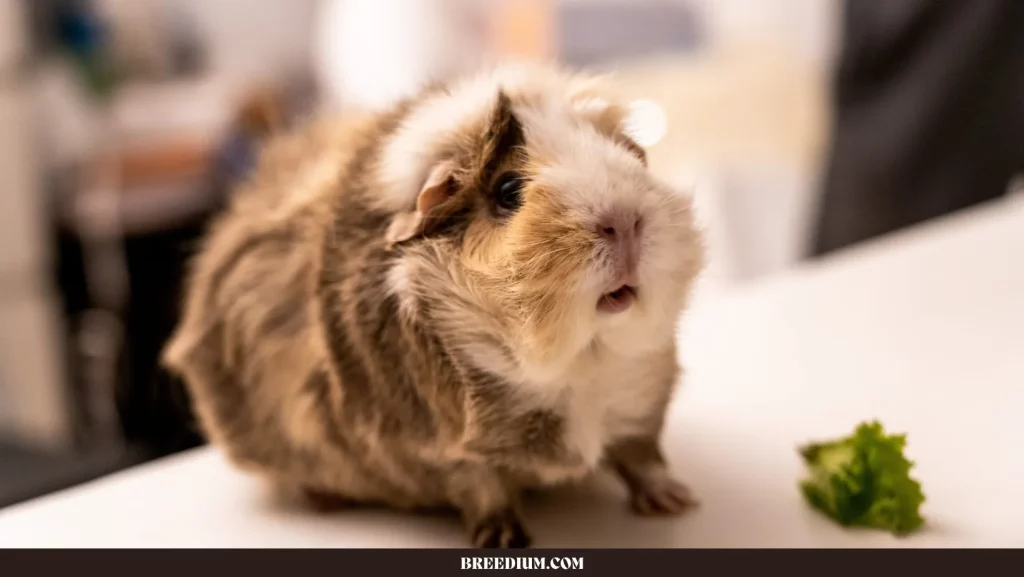 GUINEA PIGS GO WITHOUT FOOD