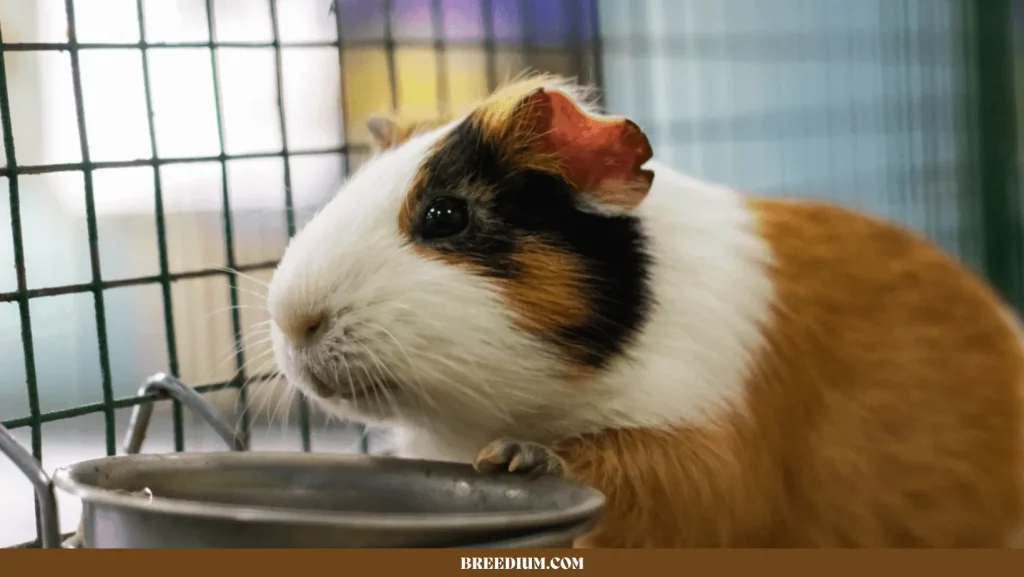 GUINEA PIGS GO WITHOUT WATER