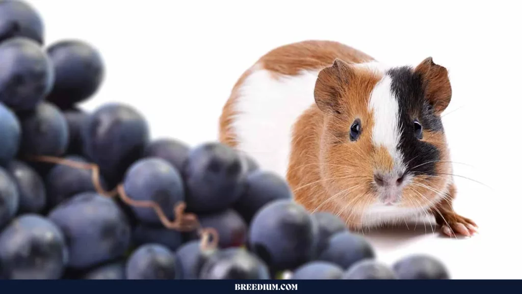 GUINEA PIGS IF THEY EAT BLUEBERRIES