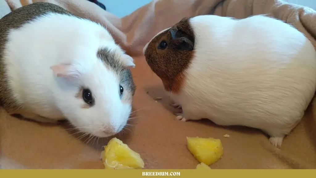 Guinea Pigs Eat Pineapples