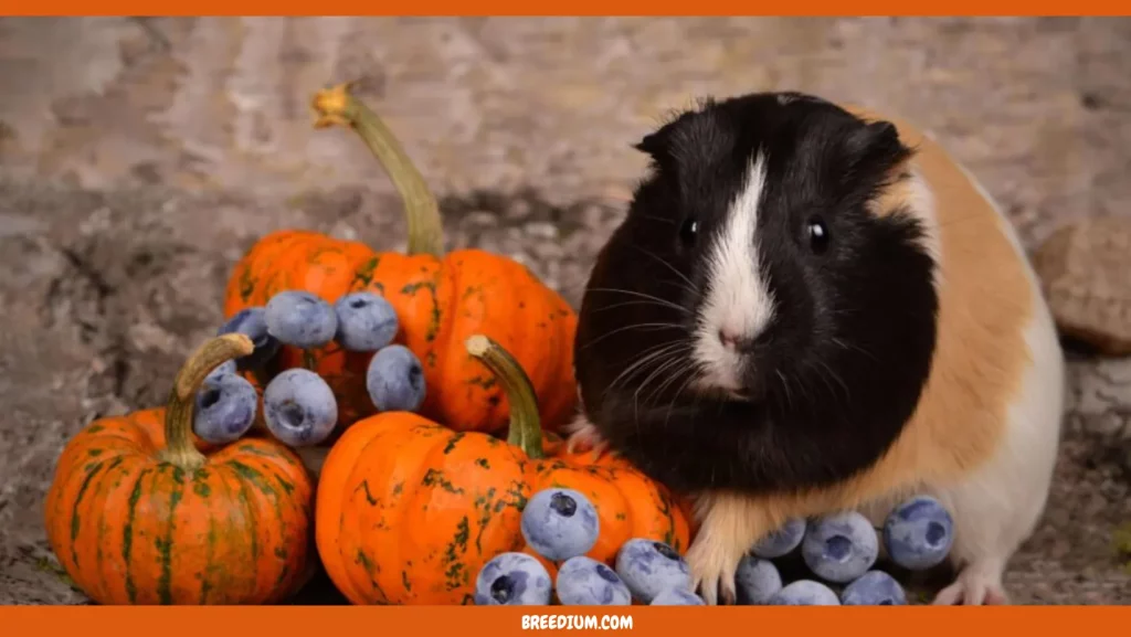 Guinea Pigs Eat Pumpkin