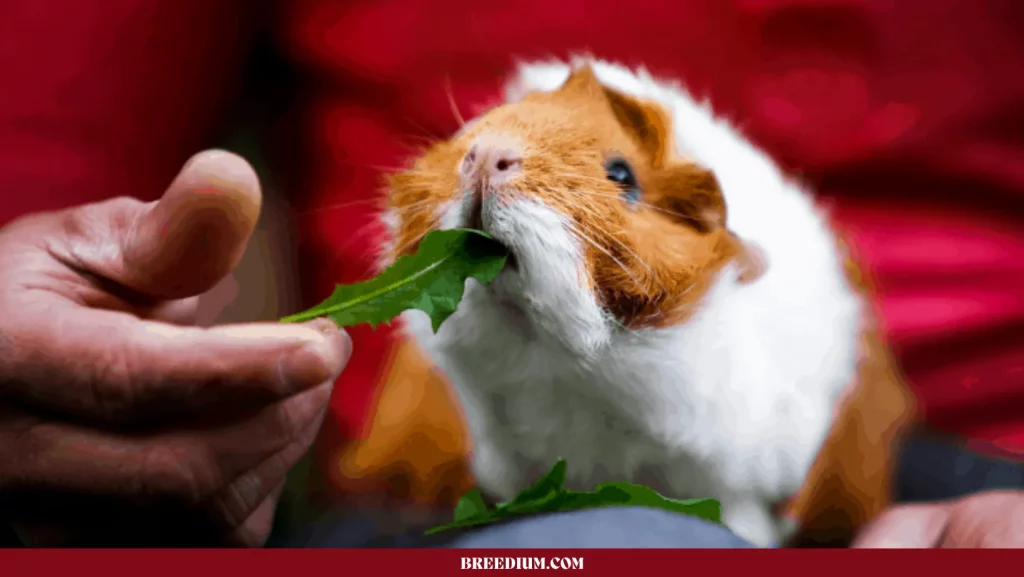 Guinea Pigs Eat Spinach