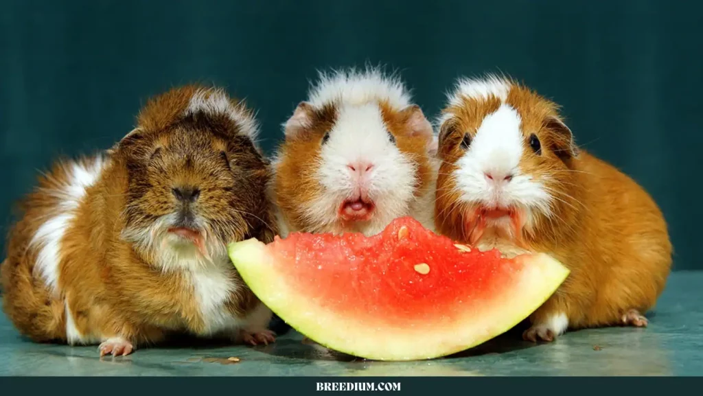 Guinea Pigs Eat Watermelon