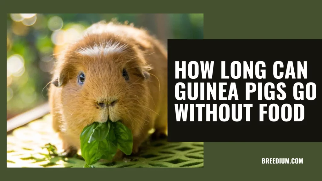 How Long Can Guinea Pigs Go Without Food