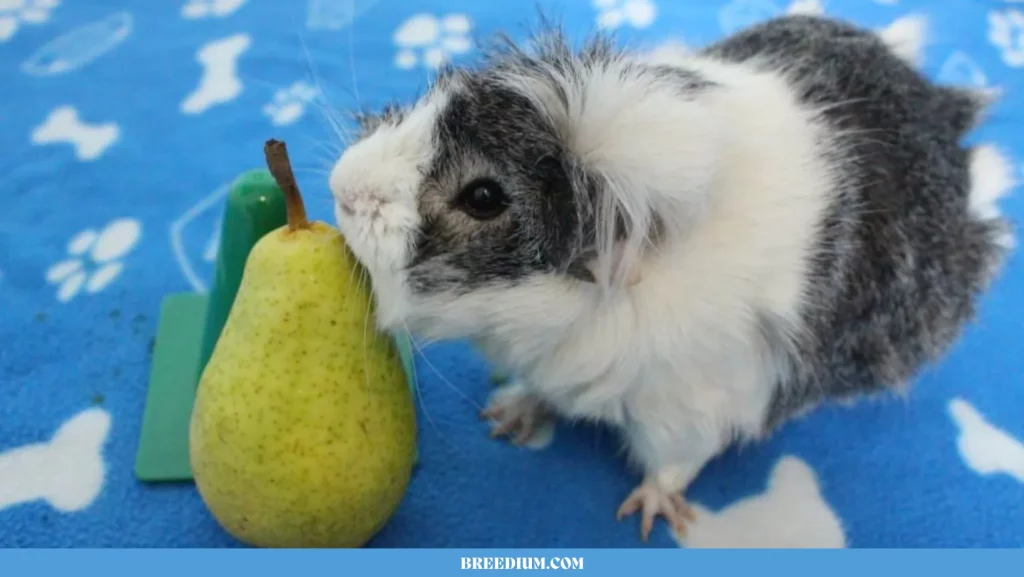 SERVE PEARS TO GUINEA PIGS