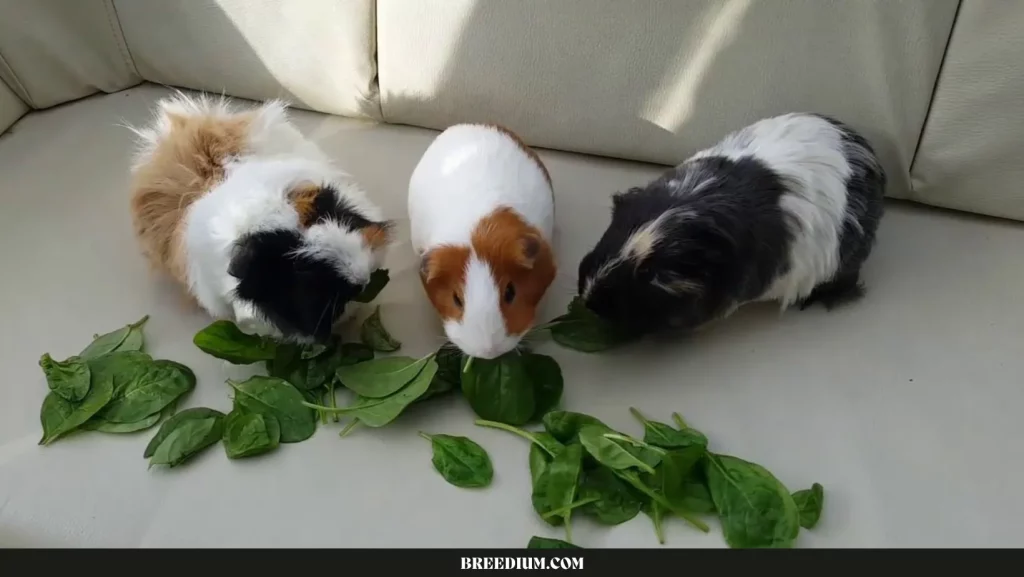 SERVE SPINACH TO GUINEA PIGS