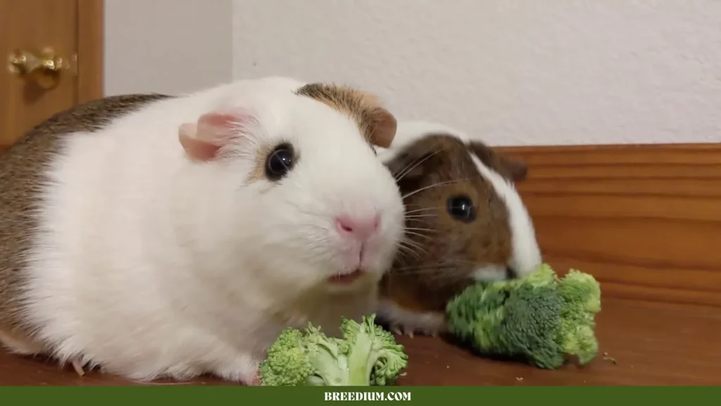 Broccoli To Guinea Pigs