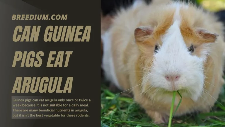 Can Guinea Pigs Eat Arugula? | Will It Be Safe For Them?