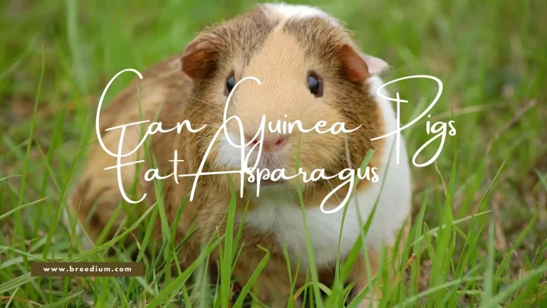 Can Guinea Pigs Eat Asparagus? | What Happens If You Feed In Excess