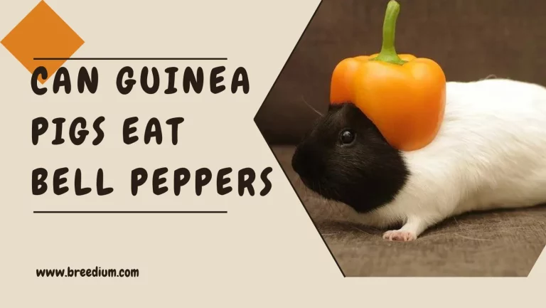 Can Guinea Pigs Eat Bell Peppers? | Nutritious Veggies For Pets