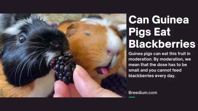Can Guinea Pigs Eat Blackberries? | Berry Treats For Pets