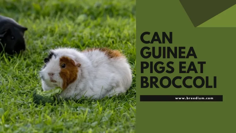 Can Guinea Pigs Eat Broccoli? | The Right Dose