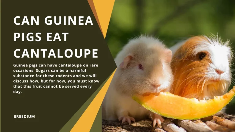 Can Guinea Pigs Eat Cantaloupe? | Feeding Guide