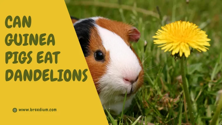 Can Guinea Pigs Eat Dandelions? | Safe Treats For Your Pet