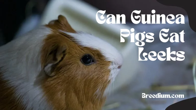 Can Guinea Pigs Eat Leeks