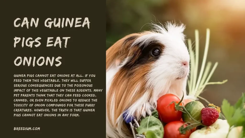 Can Guinea Pigs Eat Onions