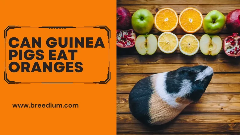 Can Guinea Pigs Eat Oranges? | Diet Tips & Health Considerations