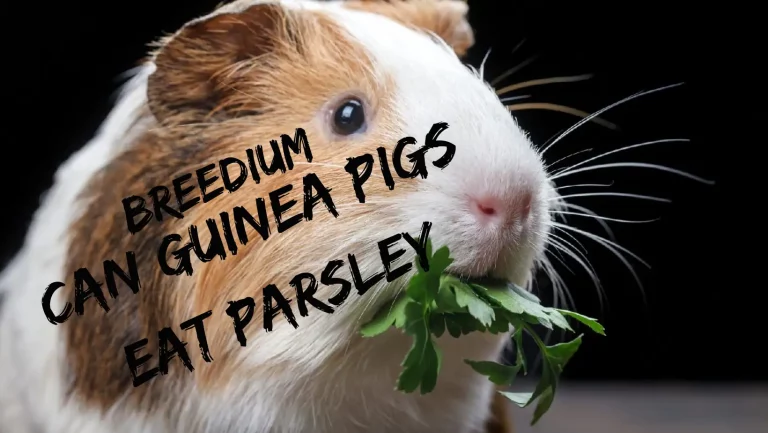 Can Guinea Pigs Eat Parsley? | Complete Nutrition Guide