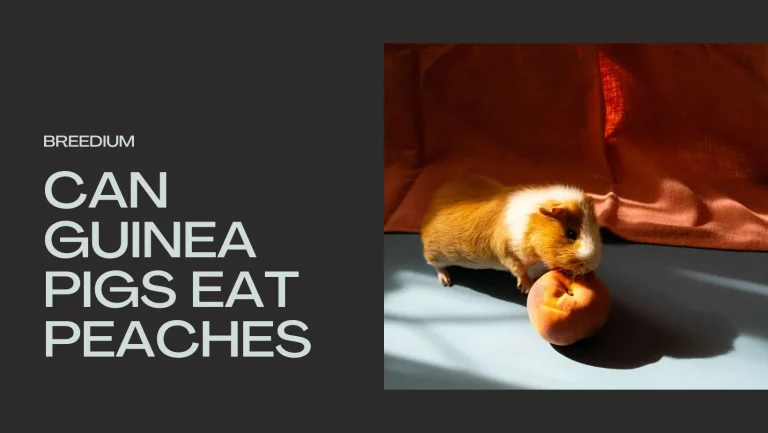 Can Guinea Pigs Eat Peaches? | Vets Explain The Answer