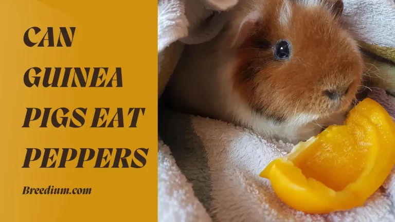 Can Guinea Pigs Eat Peppers
