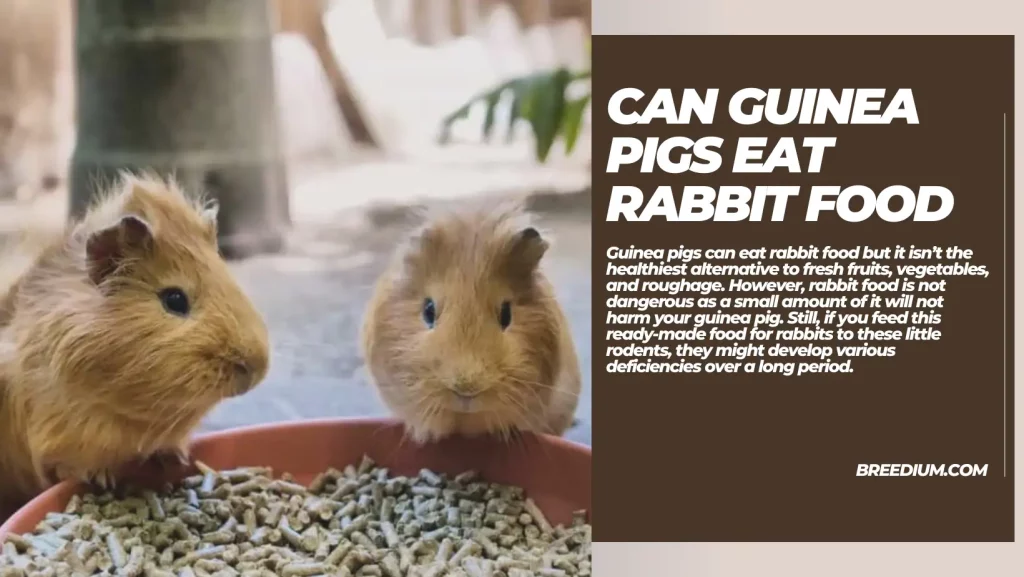 Can Guinea Pigs Eat Rabbit Food