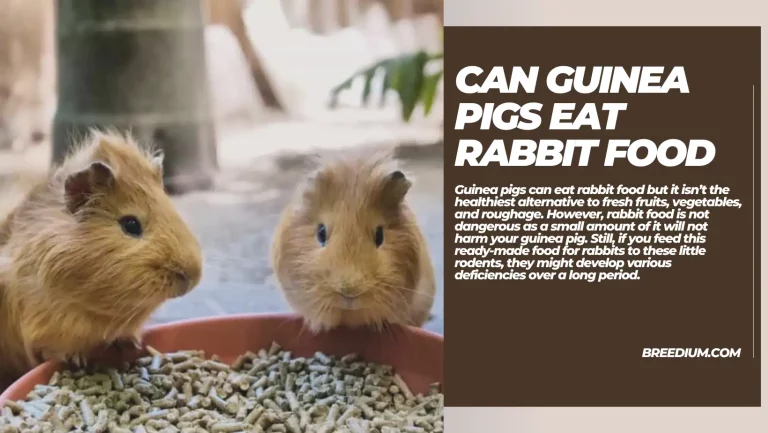 Can Guinea Pigs Eat Rabbit Food? | Guide For New Pet Owners