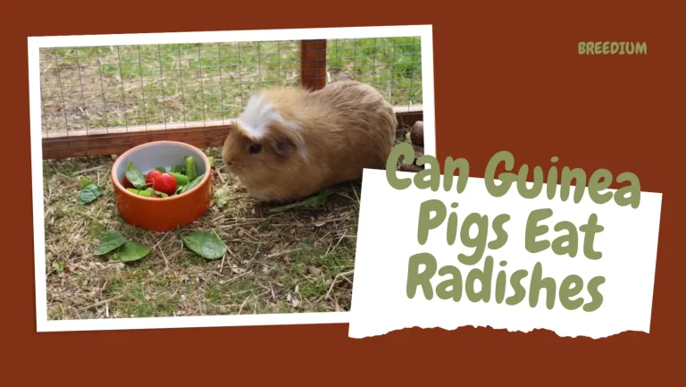 Can Guinea Pigs Eat Radishes? | How To Serve?