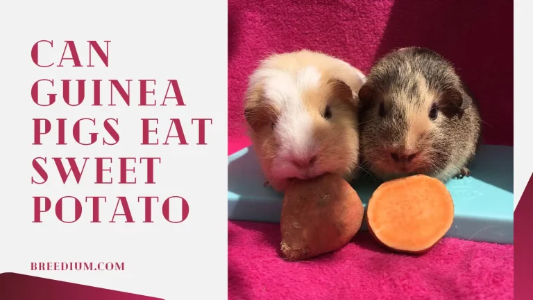 Can Guinea Pigs Eat Sweet Potato? | What You Need To Know
