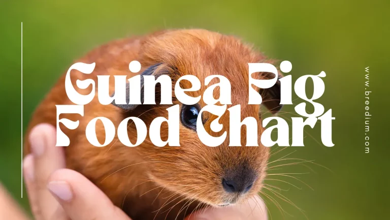 Guinea Pigs Food Chart For First Time Pet Parents | Breedium