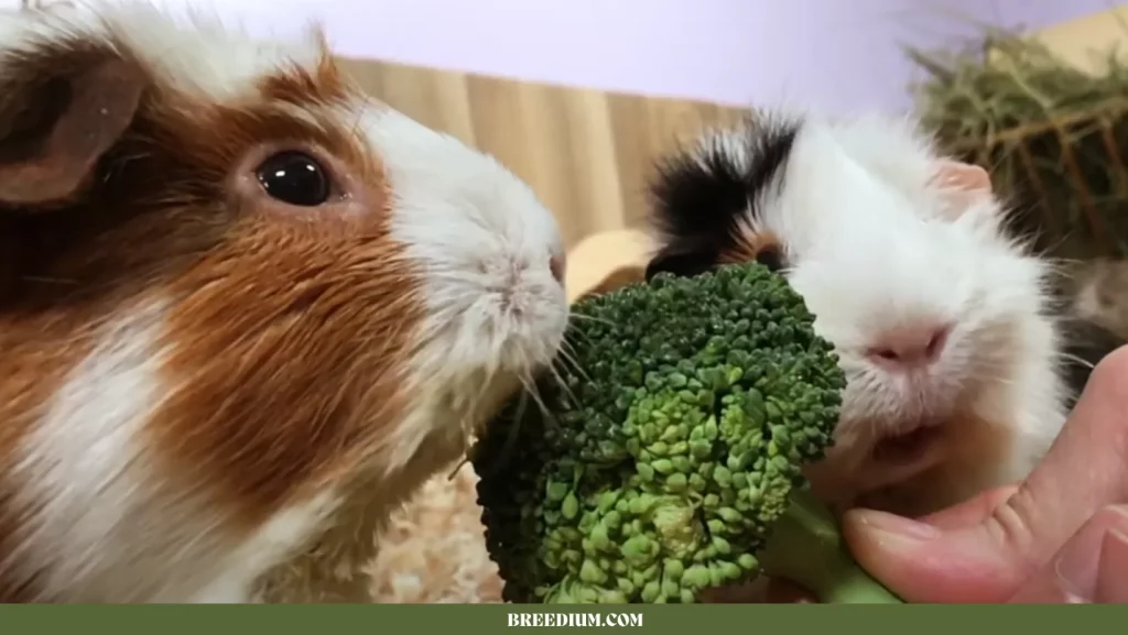 Guinea Pigs Broccoli