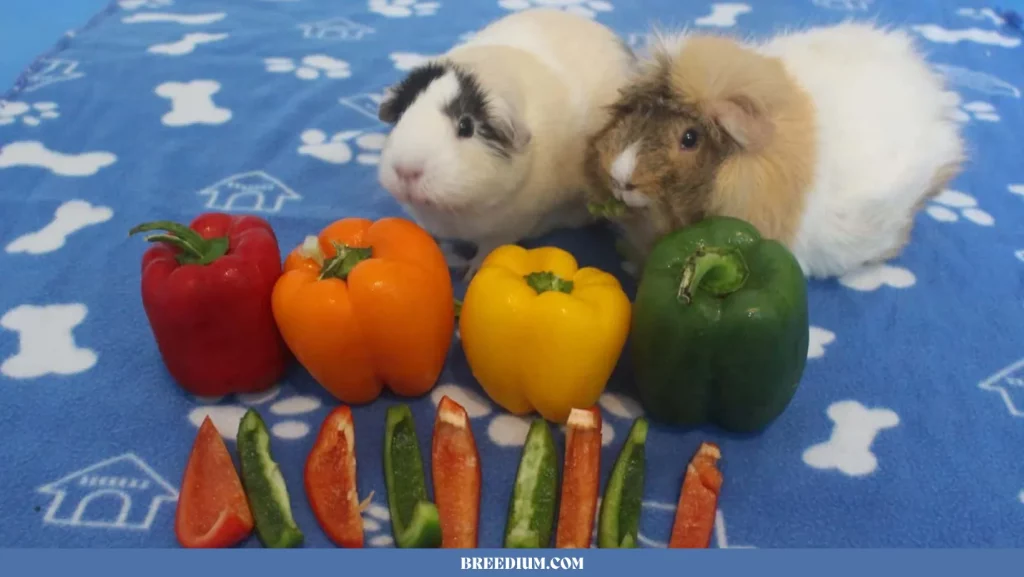 Guinea Pigs Eat Bell Peppers