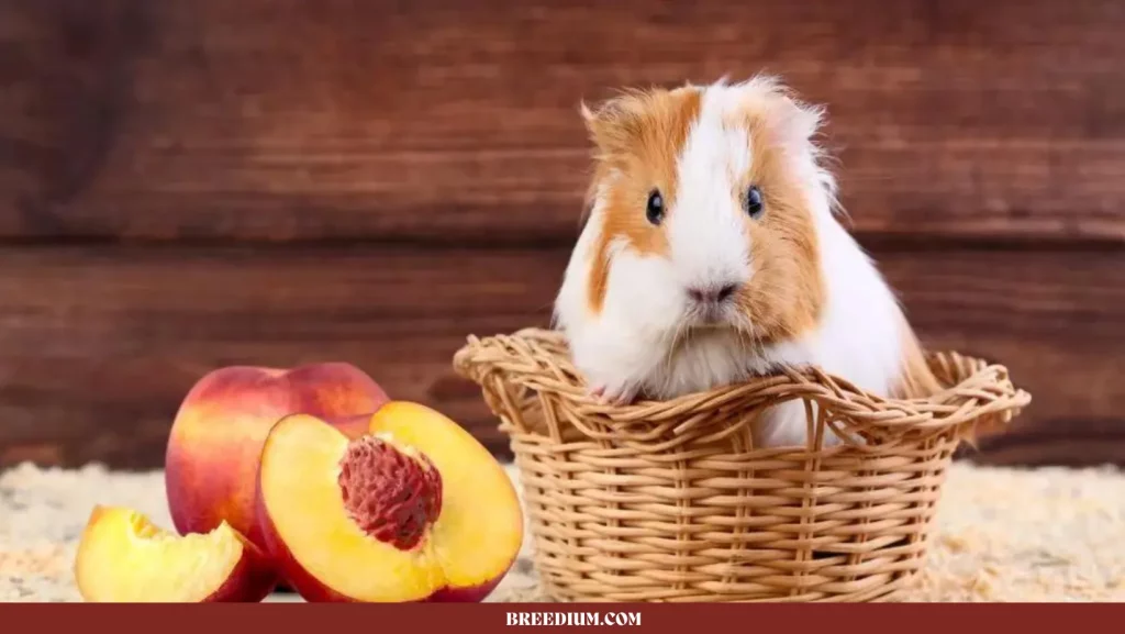 Guinea Pigs Eat Peaches