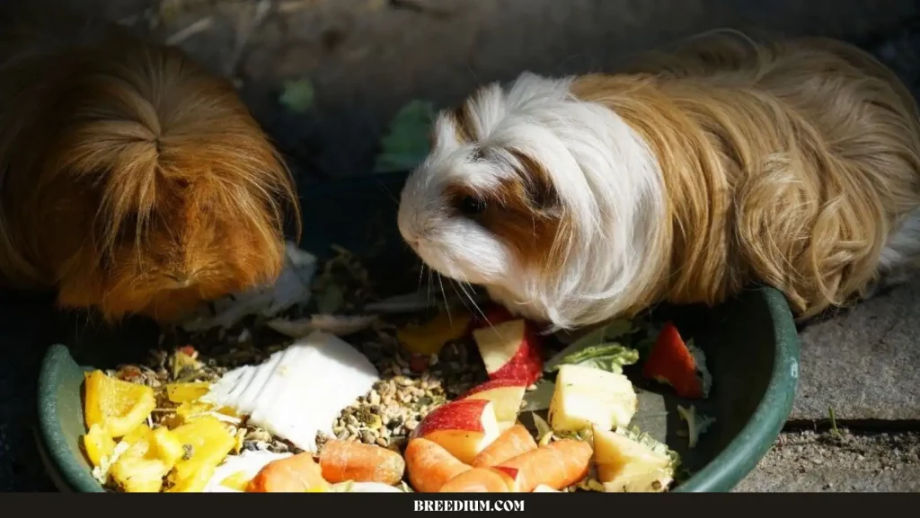 Guinea Pigs Eat Sweet Potatoes
