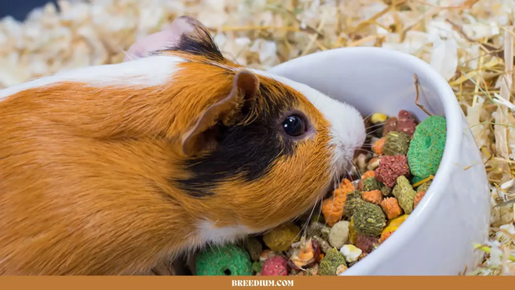NUTRIENTS THAT GUINEA PIGS NEED